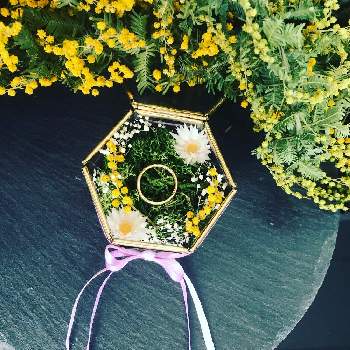 植物と結婚指輪の投稿画像一覧 Greensnap グリーンスナップ