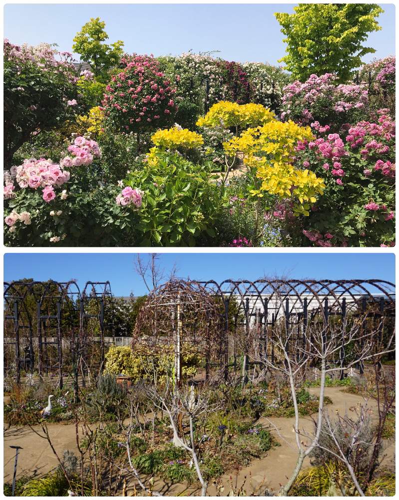 バラ園の投稿画像 By ひろちゃんさん バラの冬剪定と横浜と横浜イングリッシュガーデンと神奈川県の風景とボタニカルスポット19冬 とお出かけ先とバラ園とバラの冬剪定と横浜と横浜イングリッシュガーデンと神奈川県の風景とボタニカルスポット19冬 19月1月22日 バラ園の投稿画像 By ひろちゃんさん バラの冬剪定と横浜と横浜イングリッシュガーデンと神奈川県の風景とボタニカルスポット19冬 とお出かけ先とバラ園とバラの冬剪定と横浜と横浜イングリッシュガーデンと神奈川県の風景とボタニカルスポット19冬 19月1月22日