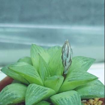 世話いらずの投稿画像一覧 Greensnap グリーンスナップ