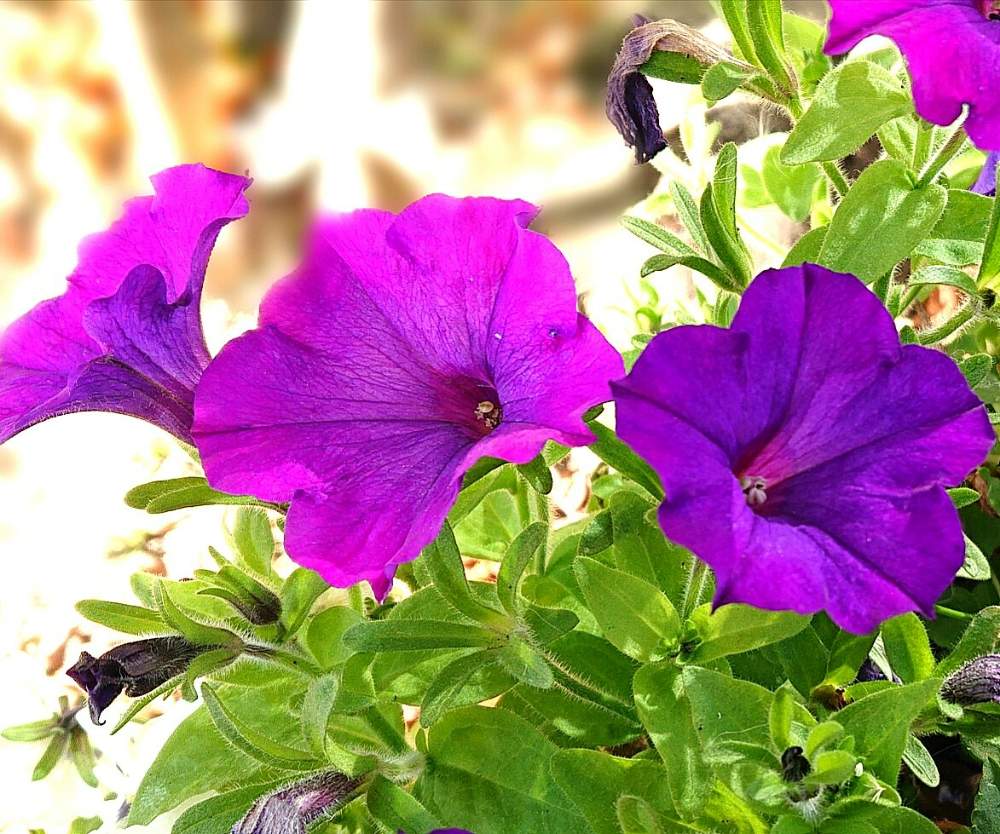 ペチュニアの投稿画像 By あかぷーさん 紫の花と冬の花 19月1月22日 Greensnap グリーンスナップ