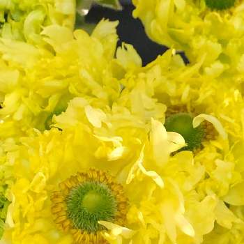 ラナンキュラス モロッコシリーズ メリージャ の投稿画像一覧 Greensnap グリーンスナップ