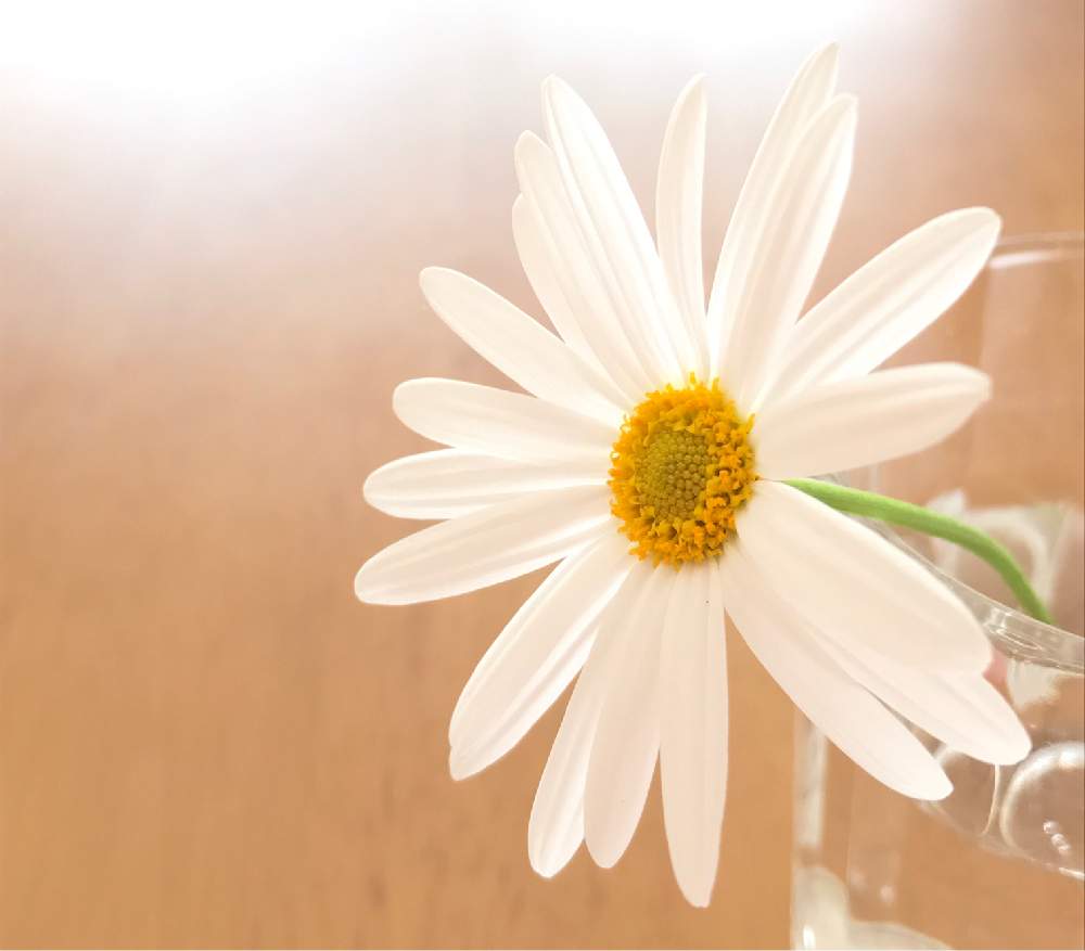 切り花を楽しむの投稿画像 By Kukkaさん 花のある暮らしと白い花とマーガレット 19月1月22日 Greensnap グリーンスナップ