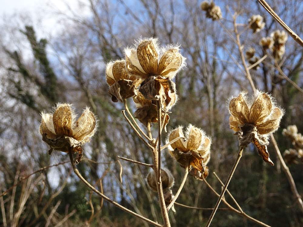芙蓉の投稿画像 By Trekkさん 山野草と木の実と吾妻山付近と1月の花と冬のお花 19月1月22日 Greensnap グリーンスナップ