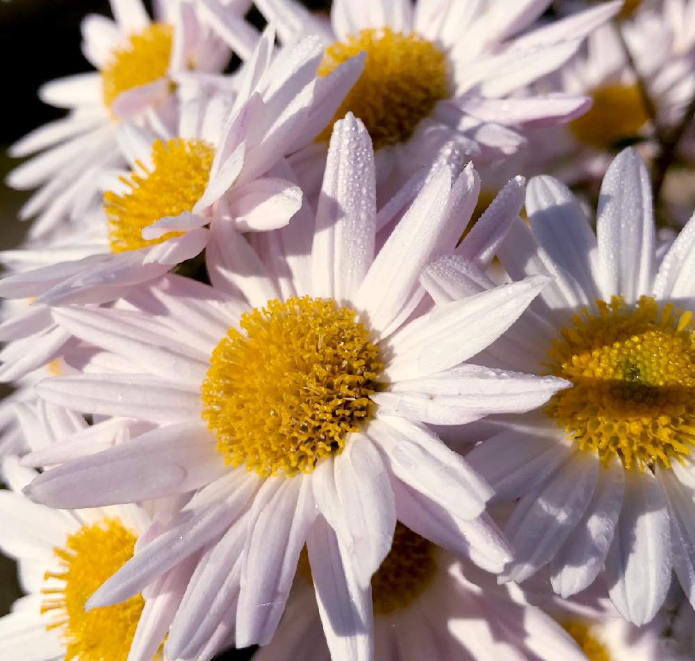 スプレーマムの投稿画像 By ゆみこさんさん スプレー菊と花のある暮らしと白い花とキラキラ とiphone撮影と白色植物コンテスト19 19月1月22日 Greensnap グリーンスナップ