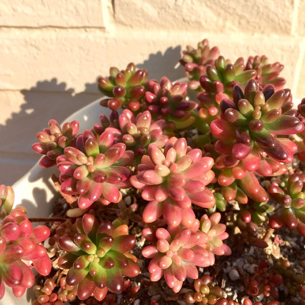 オーロラの投稿画像 By どら猫さん 虹の玉とセダム属と多肉植物と多肉大好きと紅葉する多肉と 冬だって多肉 フォトコンテストと可愛いと多肉寄せ植え 19月1月22日 Greensnap グリーンスナップ
