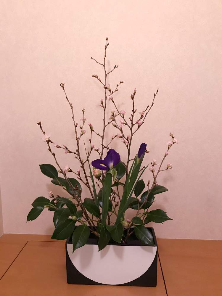 さくら サクラ 桜の投稿画像 By Ycaさん ツバキとアヤメと生け花 19月1月22日 Greensnap グリーンスナップ