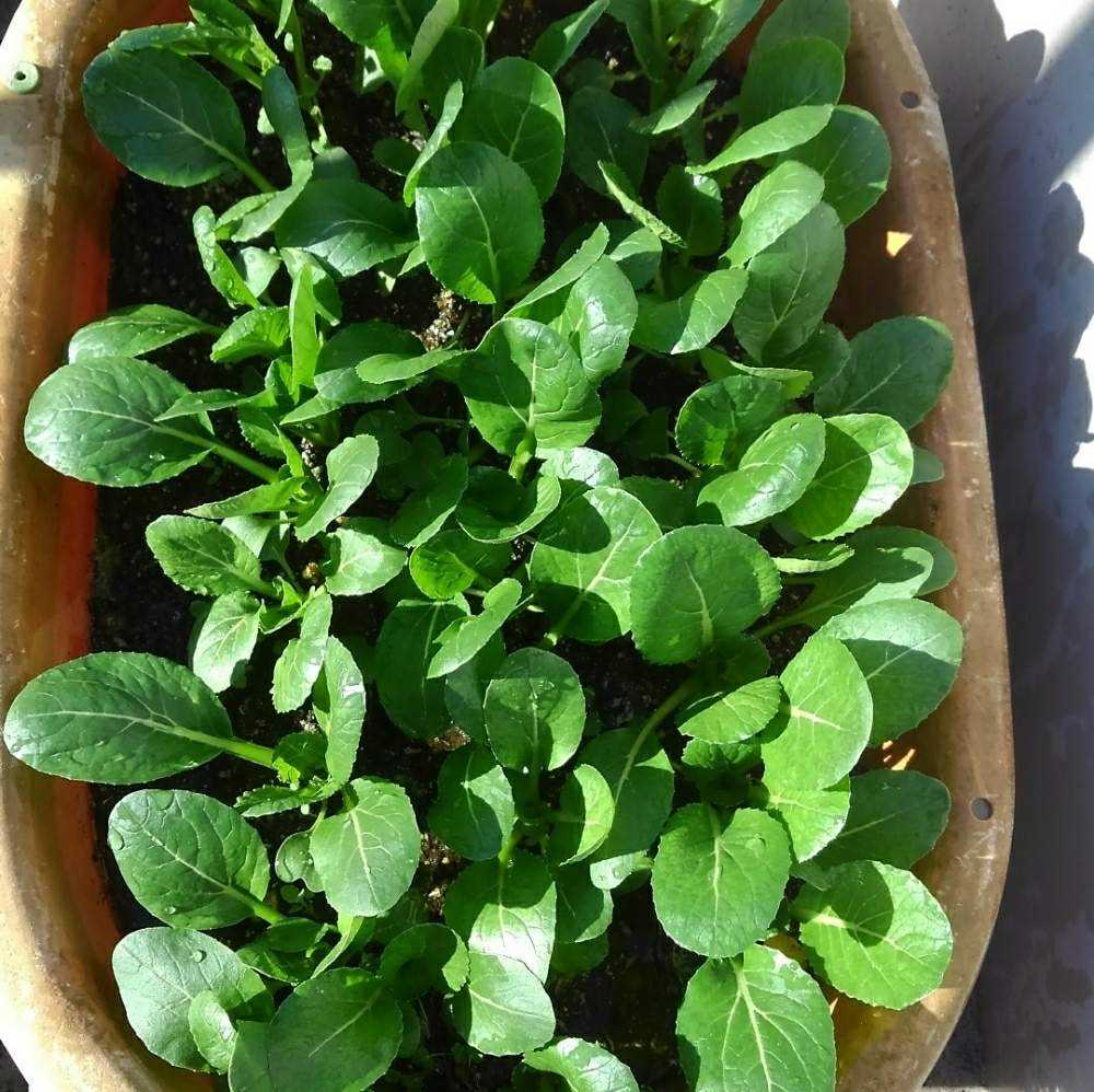 楽天 小松菜19冬 Greensnap グリーンスナップ