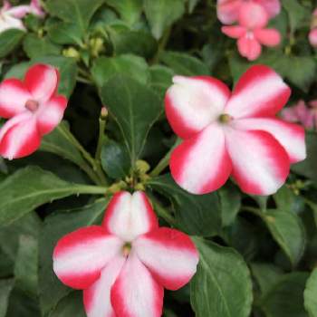 アフリカホウセンカの投稿画像一覧 Greensnap グリーンスナップ