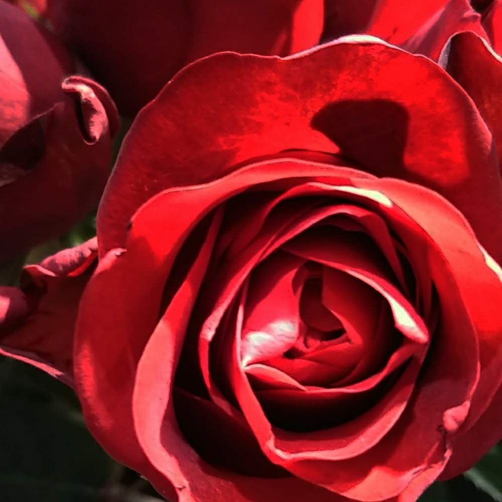 ばら バラ 薔薇の投稿画像 By Bluemoonさん 深紅の薔薇と赤い花と花のある暮らしと薔薇 とかわいいな とバラ ミニバラとばら バラ 薔薇と深紅 の薔薇と赤い花と花のある暮らしと薔薇 とかわいいな とバラ ミニバラ 19月1月23日 Greensnap グリーンスナップ