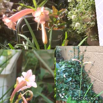 釣鐘状の花たちの画像 by スイカさん | 小さな庭とピンクのお花と花のある暮らしとスマホで撮影とかわいいな♡とキルタンサス♡と釣鐘状の花たち