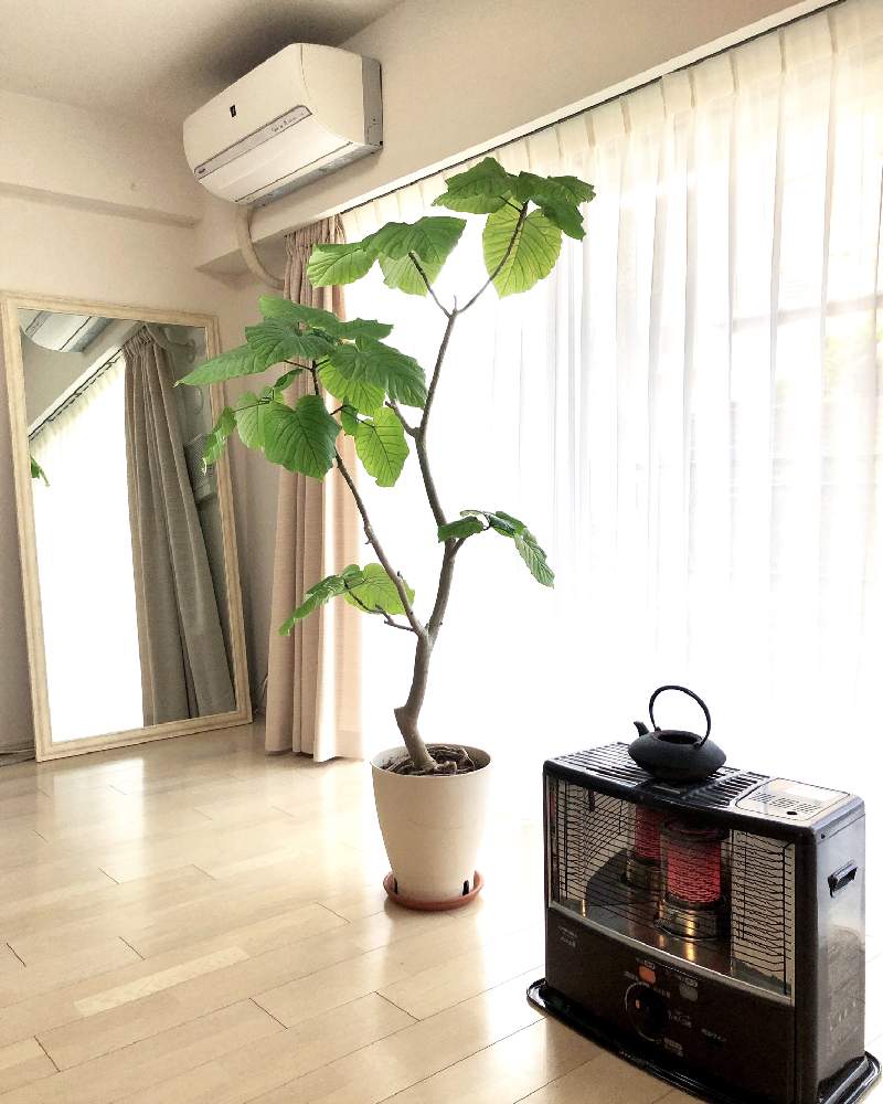 フィカス ウンベラータの投稿画像 By Aura Asamisekiguchiさん 今日の一枚と観葉植物とインテリアグリーンと部屋の全景 19月1月23日 Greensnap グリーンスナップ