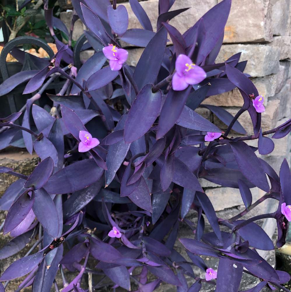 ムラサキゴテンの投稿画像 By グアムのパンチョさん お出かけ先 19月1月23日 Greensnap グリーンスナップ Greensnap グリーンスナップ