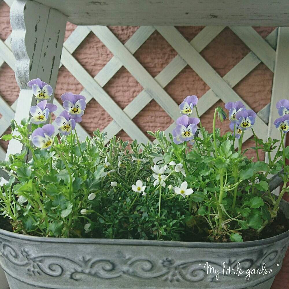 ヒナソウの投稿画像 By Lohaさん ビオラとバルコニー ベランダと植物と暮らすとビオラ パンジーと寄せ植えとナチュラルガーデンとベランダガーデンとmy Little Gardenとガーデニング雑貨と癒しの場所とナチュラルスタイルとガーデニングと花のある暮らしと大人かわいい