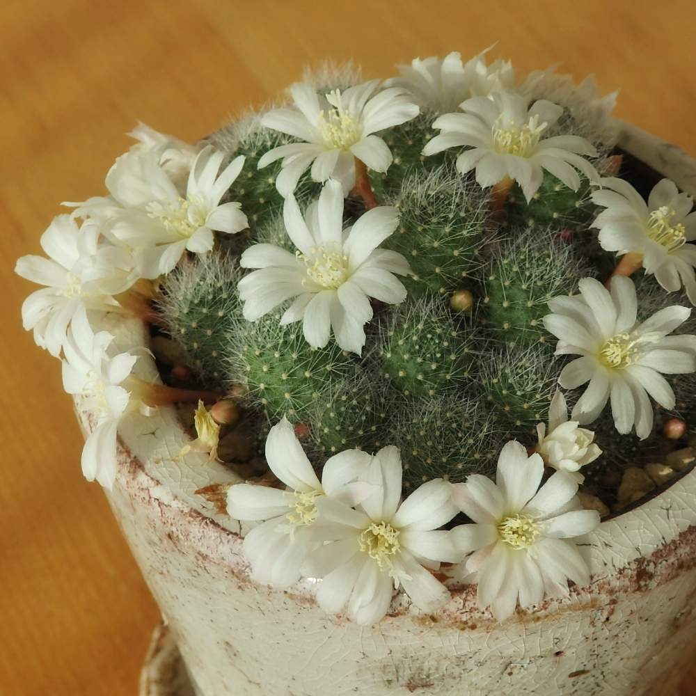 レブチア アルビフローラの投稿画像 By ピピ さん サボテン科とキュンキュン乙女倶楽部とレブチア属と北海道とキュンキュン乙女倶楽部no 150と 冬だって多肉 フォトコンテストと窓辺とサボテンの日コンテストと受賞作品とサボテン科とキュンキュン乙女倶楽部と