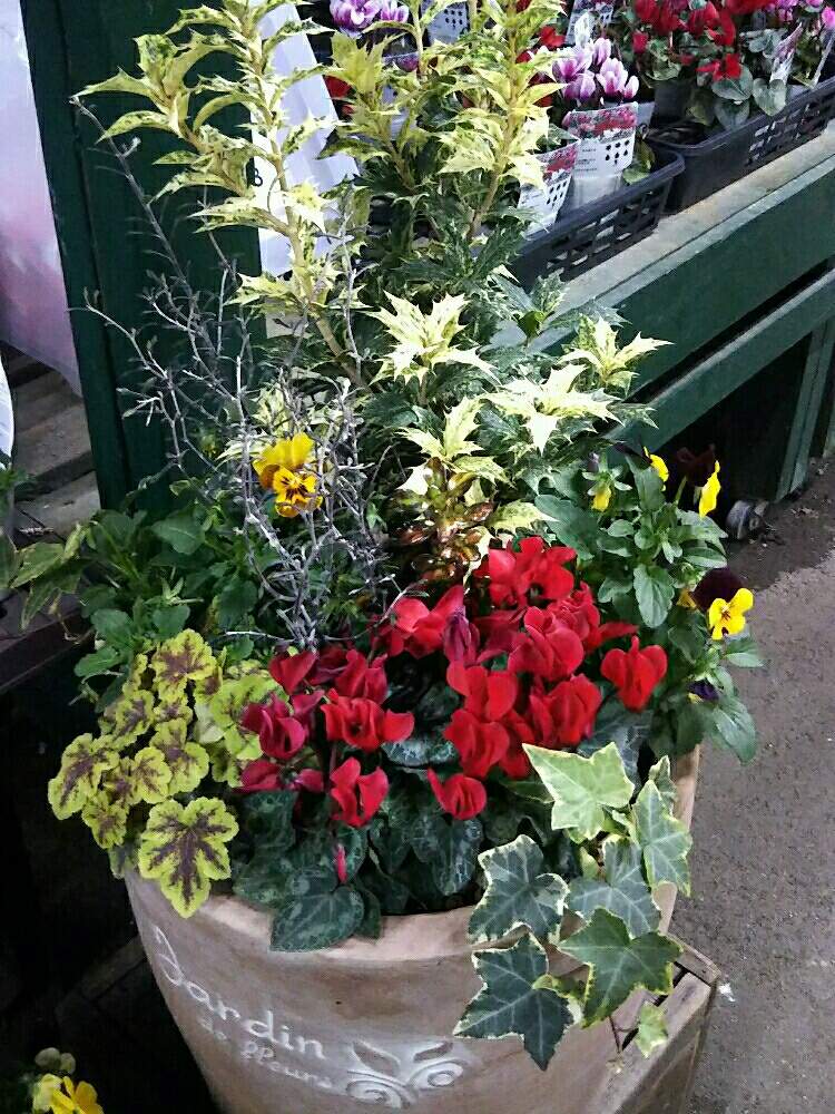 斑入りヒイラギの投稿画像 By キャンディータフトさん ヒューケラとガーデンシクラメンと小さな庭と 冬を飾るシクラメン フォトコンテストと 冬を飾るシクラメン フォトコンテスト 19月1月24日 Greensnap グリーンスナップ Greensnap グリーンスナップ
