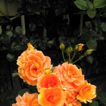 バラ・ブラスバンドの画像 by ねいおみさん | 小さな庭とバラ・ブラスバンドときれいなバラとばら バラ 薔薇とブラスバンドとつるバラときれいなお花と木立バラとオレンジの花とバラが好きと花のある暮らしとバラ 四季咲きとバラ・ミニバラと花が好き