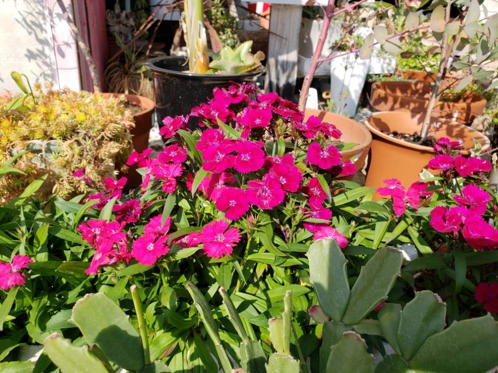 花のある暮らしの投稿画像 By フラワーテザインスタジオフローレさん フラワーテザインスタジオフローレと佐世保花屋 19月1月24日 Greensnap グリーンスナップ