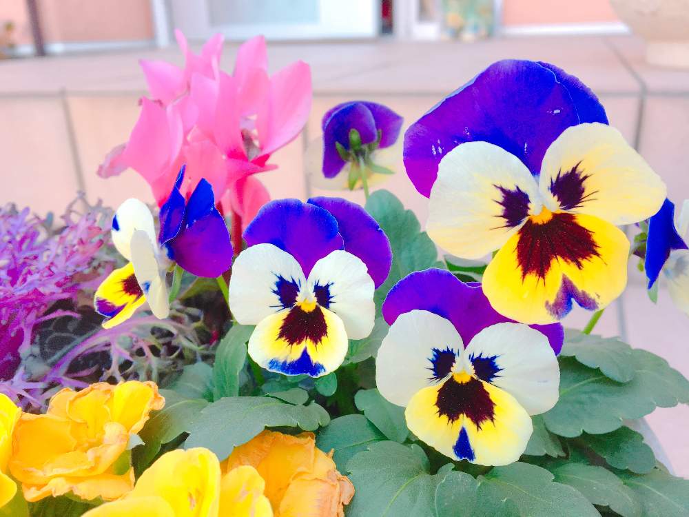 ビオラ パンジーの投稿画像 By さちはなさん 寄せ植えと今日の１枚と１月と花のある暮らし 19月1月 24日 Greensnap グリーンスナップ