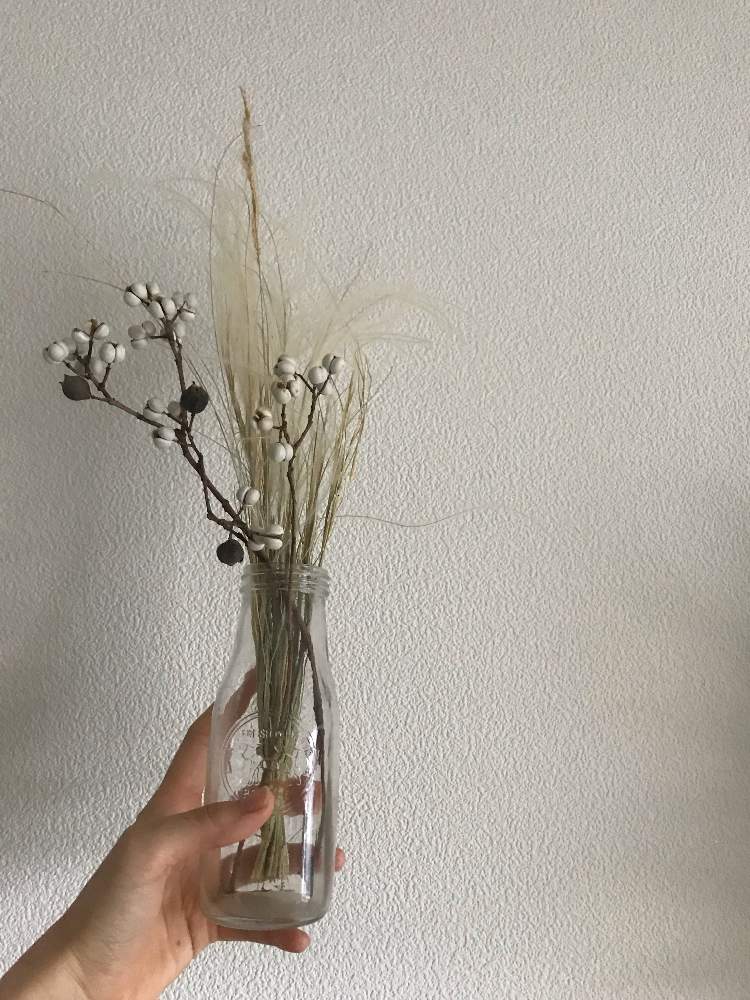 ナンキンハゼの投稿画像 By めめさん ナンキンハゼ の実とスティファとナガホハネガヤとドライフラワーとドライフラワーのある暮らしとgs映えと花瓶とナチュラルインテリアとドライフラワーアレンジと花のある暮らしとガラスの花瓶 19月1月24日 Greensnap