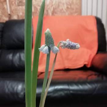 花の球根の投稿画像一覧 Greensnap グリーンスナップ 花の球根の投稿画像一覧 Greensnap グリーンスナップ