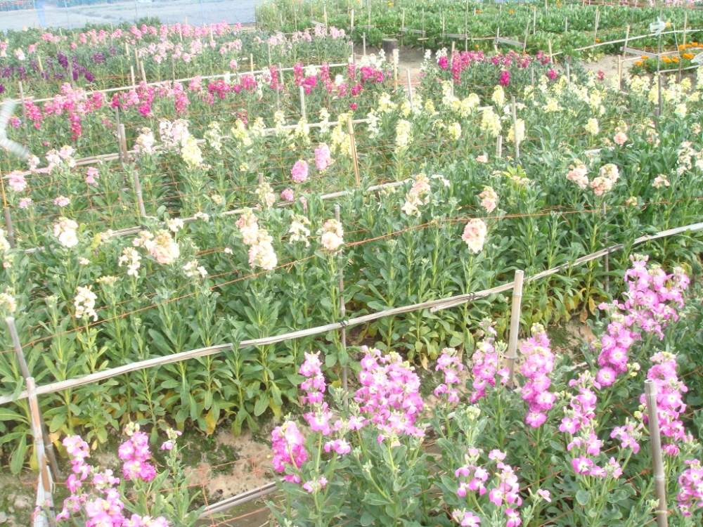 花のある暮らしの投稿画像 By ゆーちゃんさん 頑張れ北海道 と白間津のお花畑 と北関東グループとお出かけ先と Naturalと花のある暮らしと頑張れ北海道 と白間津のお花畑と北関東グループと Natural 19月1月24日 Greensnap グリーンスナップ Greensnap