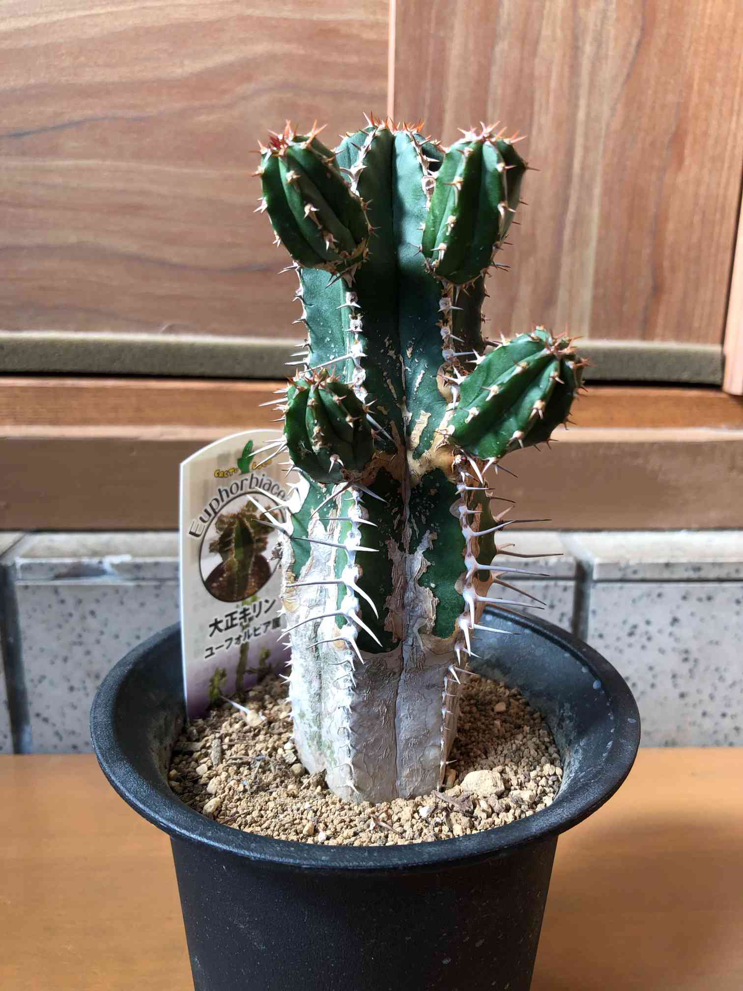 ユーフォルビア・大正キリン 3号｜🍀GreenSnap（グリーンスナップ）