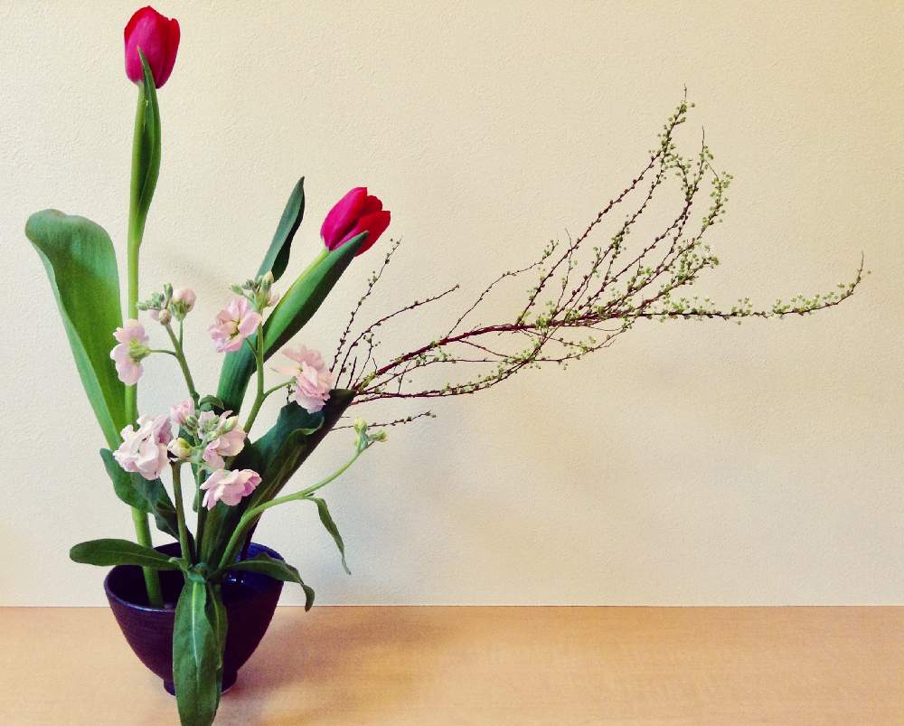 チューリップの投稿画像 By Apricot53さん ストックとユキヤナギと玄関と花器と今日のお花といけばな とフラワーアレンジメントと花のある暮らしとテーブルウェアと切り花と生け花と花器と今日のお花といけばなとフラワーアレンジメントと花のある暮らしとテーブルウェア