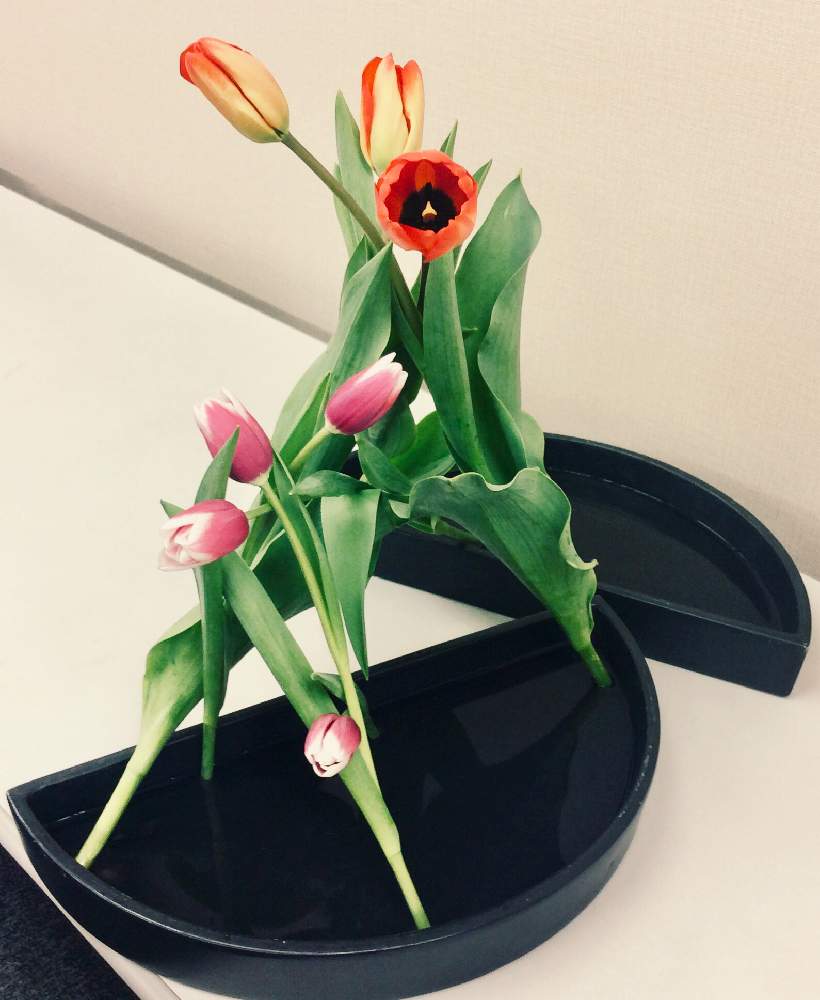 チューリップの投稿画像 By Apricot53さん 今日のお花といけばなとフラワーアレンジメントと花のある暮らしとテーブルウェアと切り花と生け花 19月1月25日 Greensnap グリーンスナップ