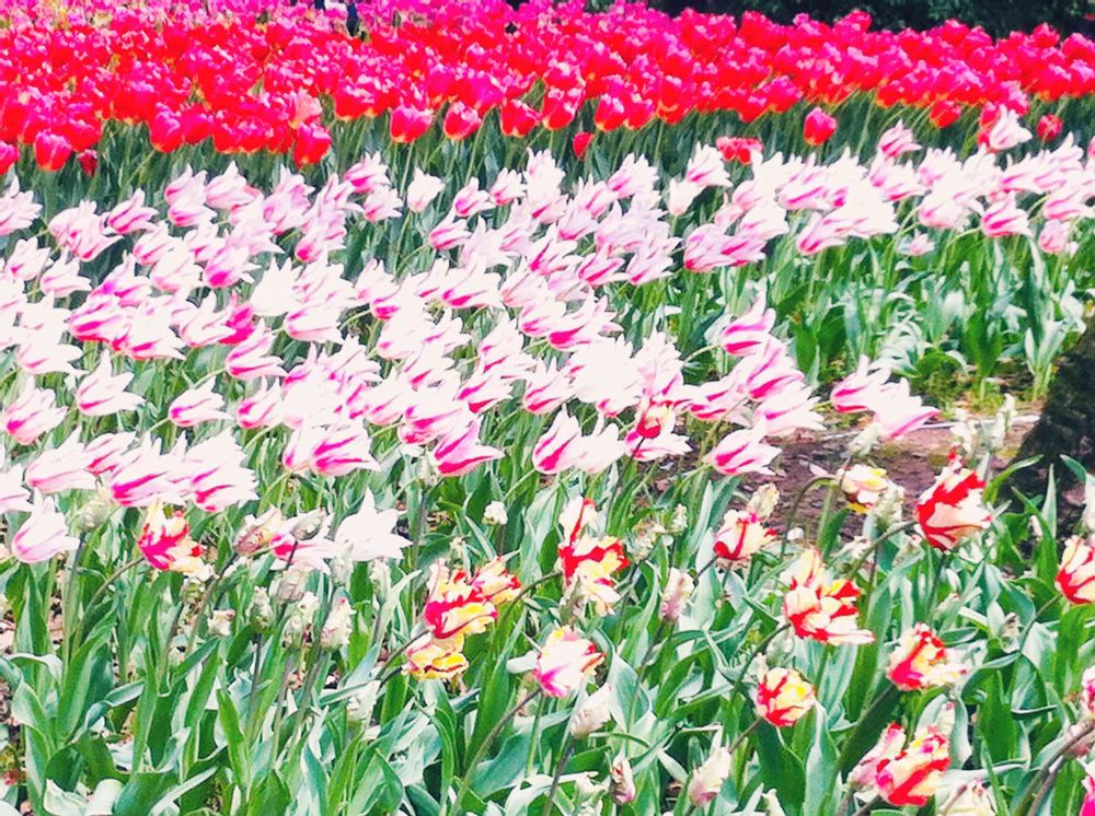 グレ子さんの横浜公園への投稿