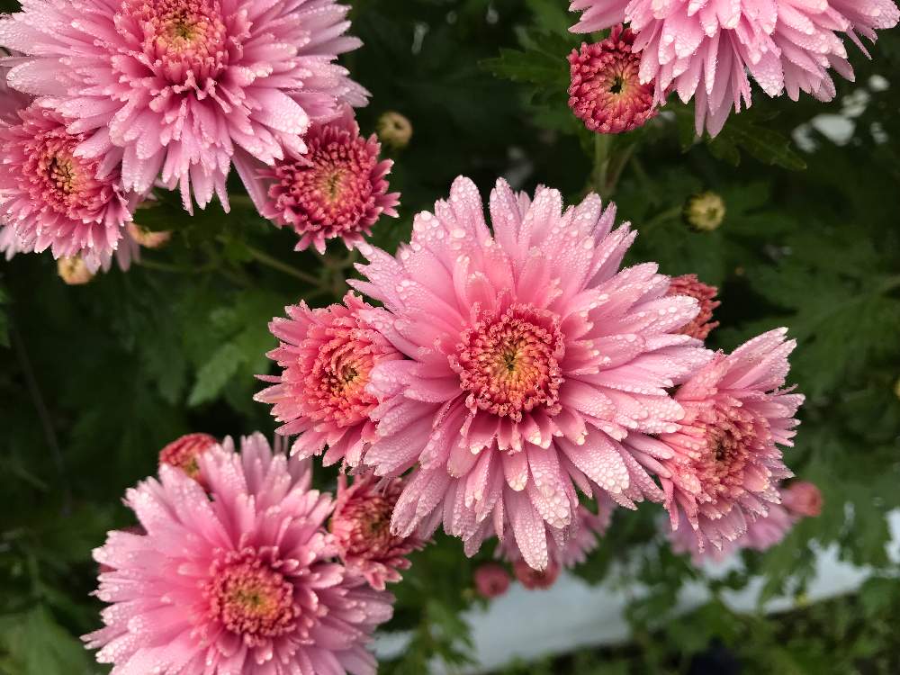 畑の投稿画像 By イノチオ精興園 E Mumshopさん 菊マムマムと切り花を楽しむとイノチオ精興園とスプレーマム とスプレーマム ピンクとキク科とデコラ咲とスプレー咲きと切り花用苗と花のある暮らしとキク と切り花と菊マムマムと切り花を楽しむとイノチオ精興園と