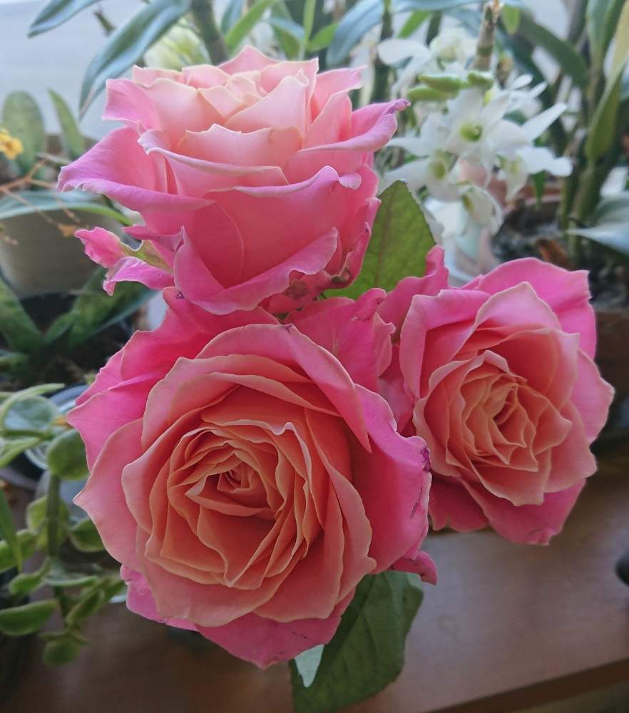 スマホ撮影の投稿画像 By ｙｕｍｉｋｏさん 薔薇愛同盟と花が好き とかわいい とアーリエス バラと薔薇に魅せられてと切りバラ品種と大好きと切りバラ と植中毒と薔薇が好き と花のある暮らしと薔薇 といい色 19月1月25日 Greensnap グリーンスナップ