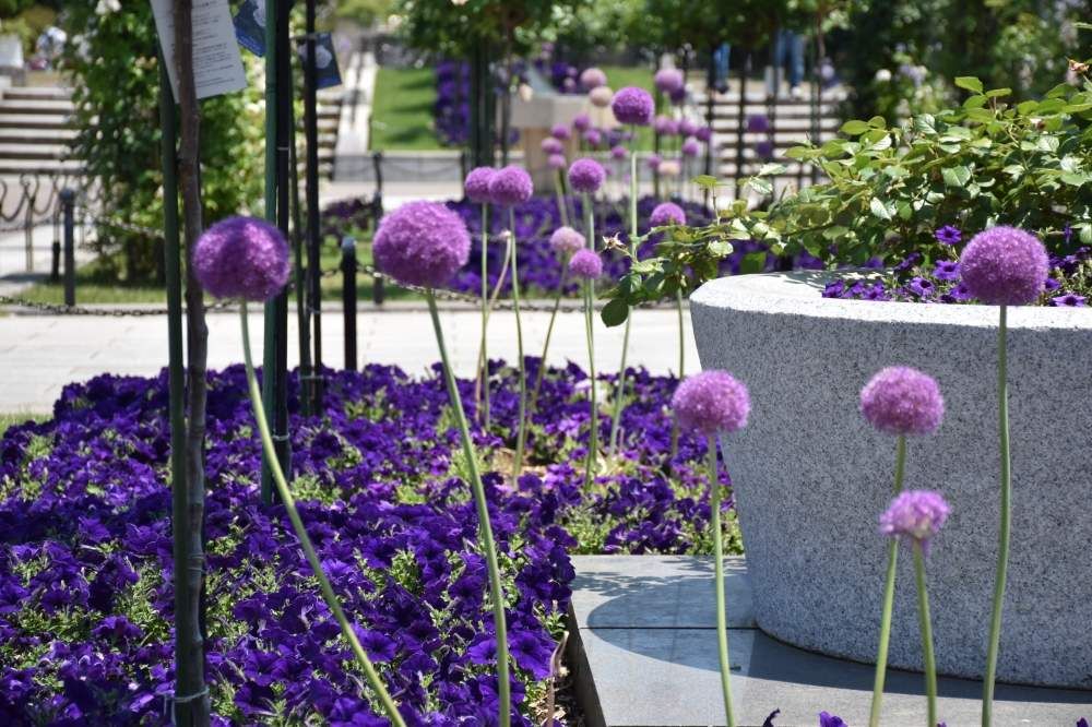 アリウム　紫色の花
