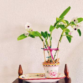 スポンジ栽培の画像 by グレ子さん | 部屋とデンドロビウムとボタニカルライフとスポンジ栽培とみどりみどりとピンク！ピンク！ピンク！とグリーン！グリーン！グリーン！と手描きとピンク❤︎ピンクとスポンジとGS映えときれいなお花と植中毒と可愛い植木鉢とデンドロビウム 洋ランとデンドロビウム属と花のある暮らしとかわいいな♡と植木鉢とハートハートと素敵とバルコニスト