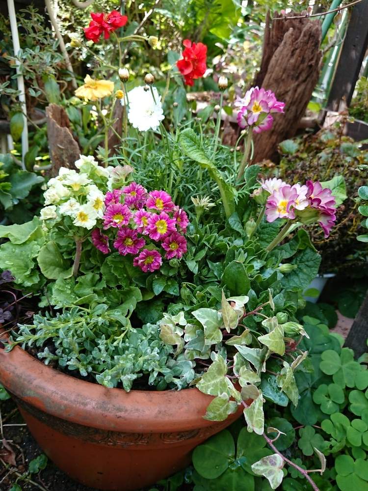 マーガレット モリンバ ミニダブルホワイトの投稿画像 By まるさん ティントクローバーと花があれば幸せと寄せ植えと松原園芸m S Selectionプレミアムプリムラと小さな庭と暮らすと後二種類 タグなしで不明と花のある暮らしとプリムラオブコニカ プリカントとヘデラ と