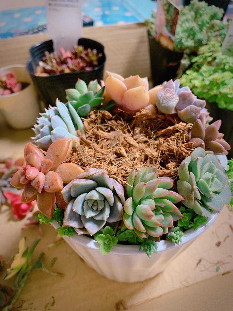 こんもりまぁるく 寄植えの作り方｜🍀GreenSnap（グリーンスナップ）