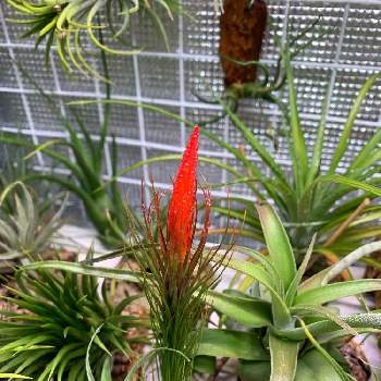 チランジアフンキアナジョリーグリーンジャイアントの投稿画像一覧 Greensnap グリーンスナップ