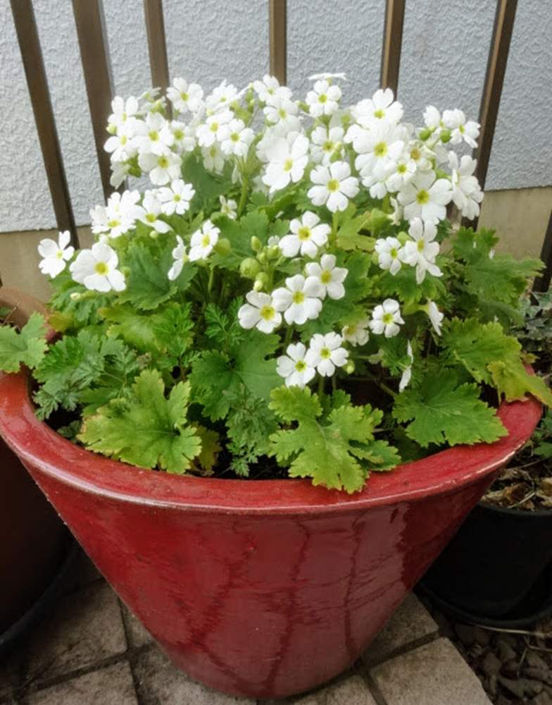 サクラソウの投稿画像 By Kumakoさん 雪桜 プリムラ シネンシス と今日のお花とキュンキュン乙女倶楽部no190とキュンキュン乙女倶楽部と プリムラ シネンシス春風桜 白波 19月1月26日 Greensnap グリーンスナップ