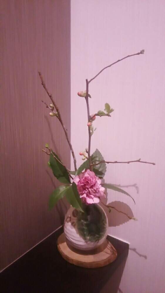 センリョウの投稿画像 By かめりあうさぎさん カーネーションとボケと花のある空間と一輪挿しとお花が好きと残り花とお花が好き 19月1月26日 Greensnap グリーンスナップ
