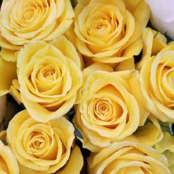 金運 の投稿画像一覧 Greensnap グリーンスナップ