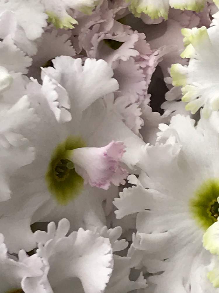 プリムラ マラコイデスの投稿画像 By ナルママさん 花のある暮らしと奇形 19月1月26日 Greensnap グリーンスナップ