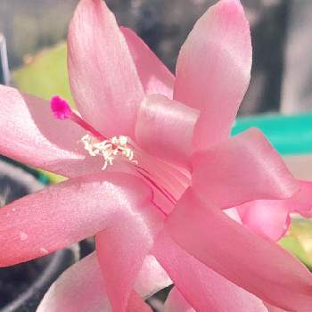 蕾から開花までの投稿画像一覧 Greensnap グリーンスナップ