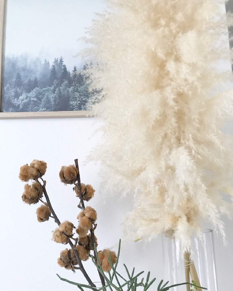 コットンフラワーの投稿画像 By Yukinkoさん パンパスグラスと多肉植物と観葉植物とドライフラワーとグリーンのある暮らしとドライフラワーのある暮らしとお気に入り とgs映えと鉢台とgs日和とガーデニング初心者とdiyとシダ植物とikea 19月1月26日 Greensnap