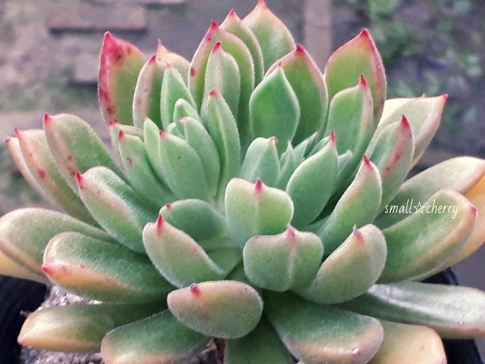 多肉ちゃんパープルヘイズ多肉植物 錦晃 チー Saidai No Waribiki インテリア 住まい 日用品 その他 Jobskite Com