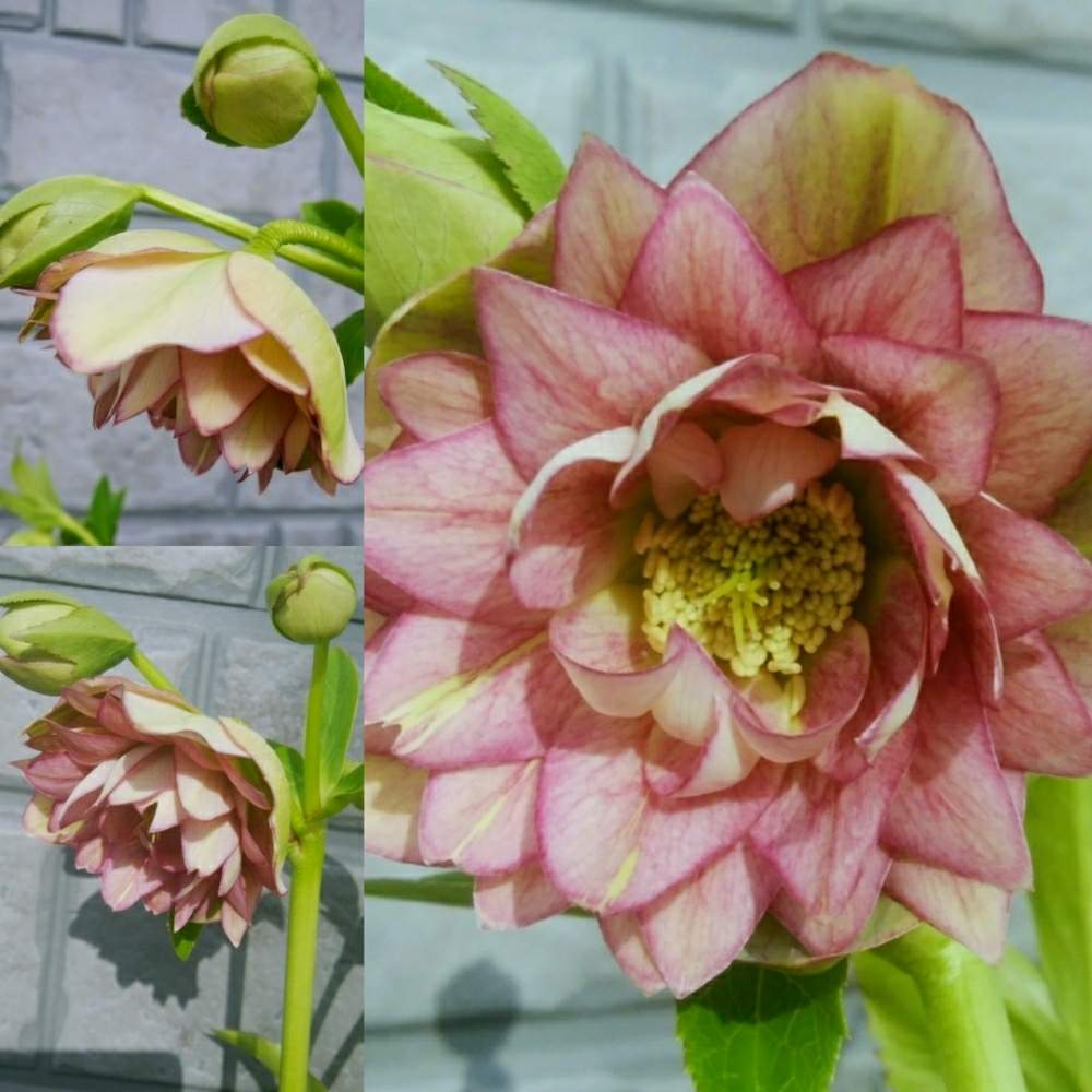 クリスマスローズ クレオパトラの投稿画像 By Cccrスキさん クリスマスローズと無修正と癒し としあわせ と クリスマスローズとクリスマスマスローズと花のある暮らしとcヘレボ 19とヘレボルス クリスマスローズ 19月1月26日 Greensnap グリーンスナップ