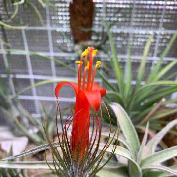 チランジアフンキアナジョリーグリーンジャイアントの投稿画像一覧 Greensnap グリーンスナップ