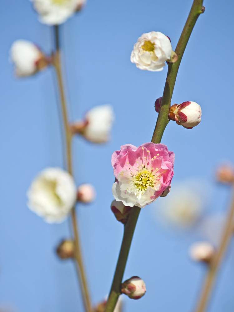 おもいのまま 二色咲き梅 の投稿画像 By Otoさん 思いのままとお出かけ先と大阪城梅林と平成の思い出と新春と思い出picと大阪城梅林と平成の思い出と新春と思い出pic 19月1月27日 Greensnap グリーンスナップ Greensnap グリーンスナップ