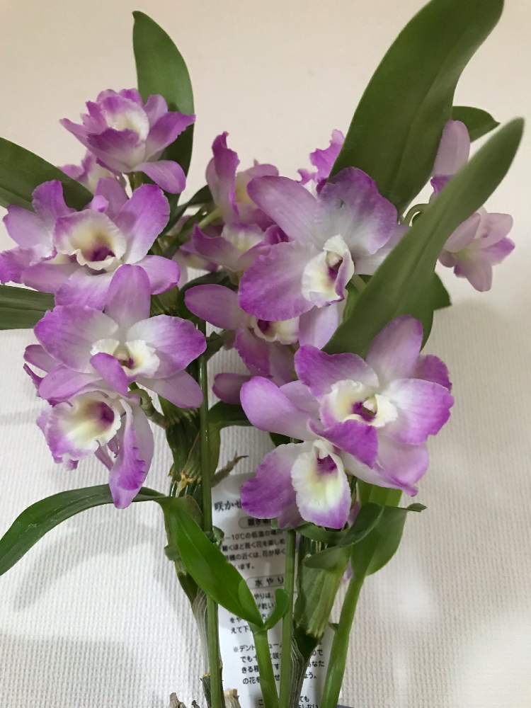 デンドロビウムの投稿画像 By さちこさん レディラブ 姫華と洋蘭とラン科と洋ランとデンドロビウム属と花のある暮らしと洋蘭とラン科と洋ランと デンドロビウム属と花のある暮らし 19月1月27日 Greensnap グリーンスナップ Greensnap グリーンスナップ