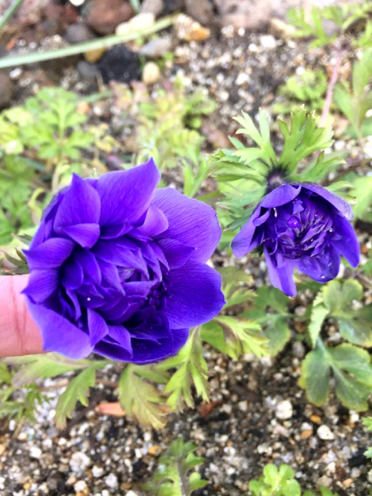 の画像 by isyunさん | アネモネとアネモネモナークとさいた✨と紫色の花と花壇の花
