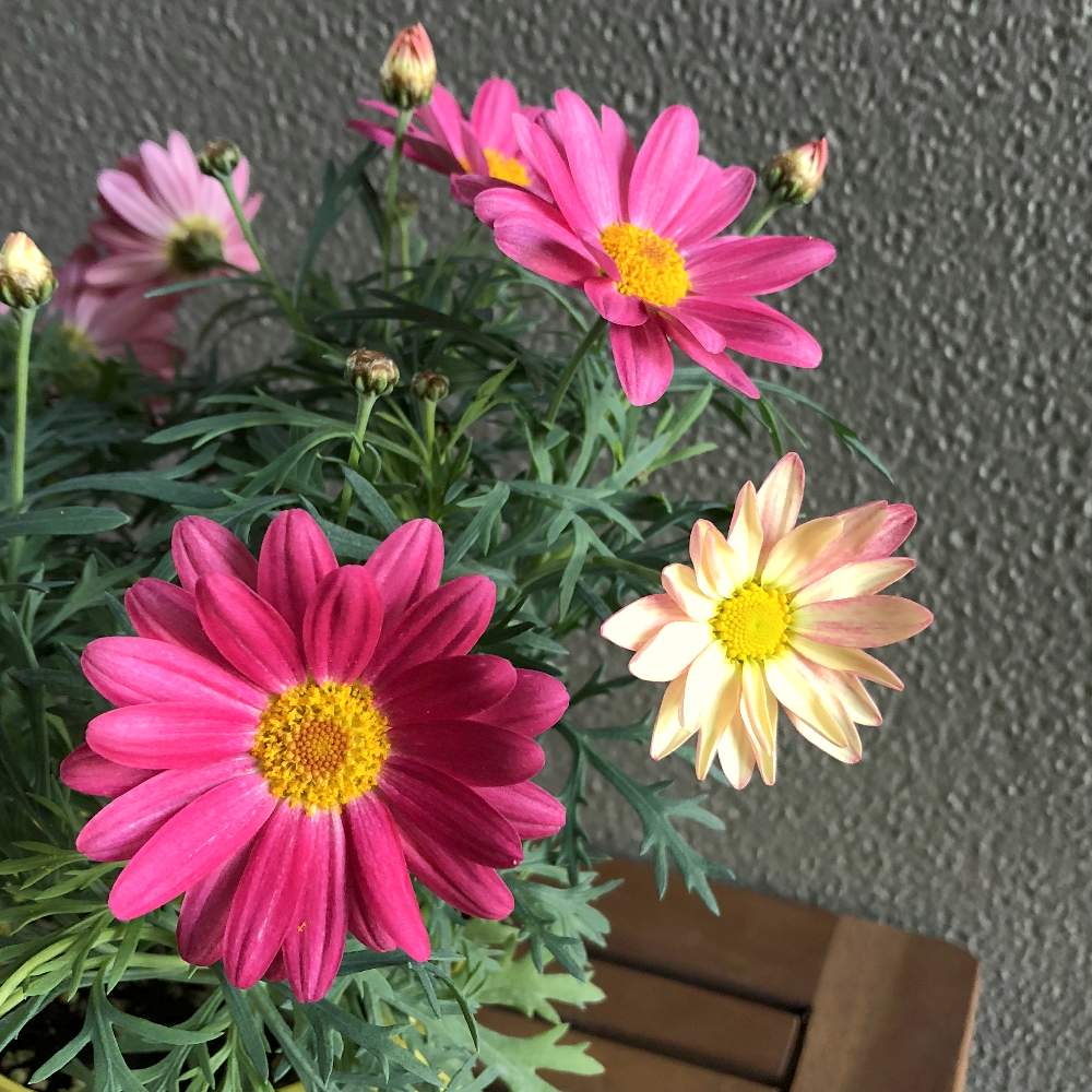 マーガレットシンプリーコーラルの投稿画像 By 豊明花き株式会社さん 植物のある暮らしと花 は癒しとピンク ピンク ピンク と癒しと色が変化するとマーガレットの花と綺麗とフェミニンとキュートとシンプリーコーラルと愛知豊明花き地方卸売市場と花のある暮らしと