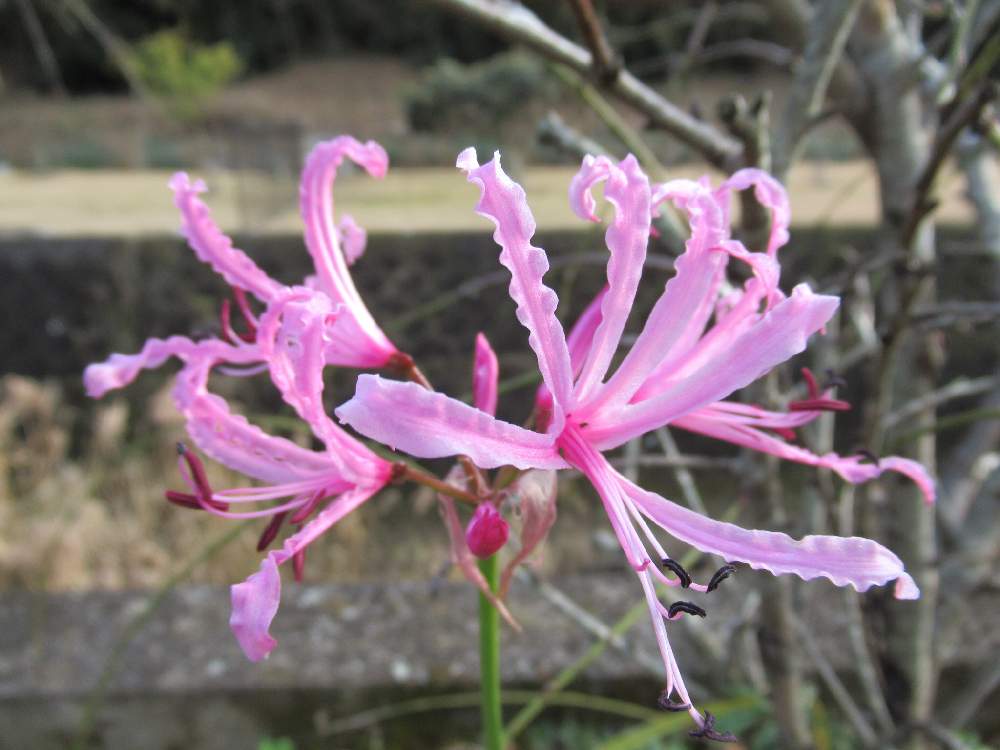 ダイヤモンドリリー(ネリネ)　ピンク色の花